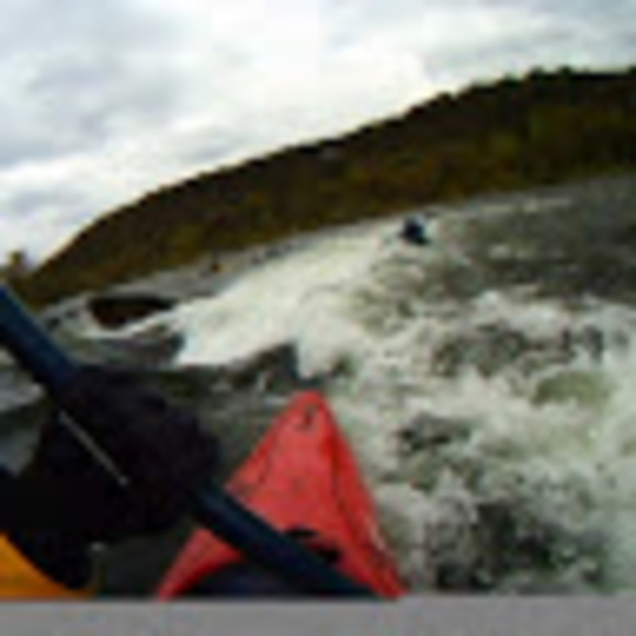 Meet your Posher, Pansy - Picture 1 of 1